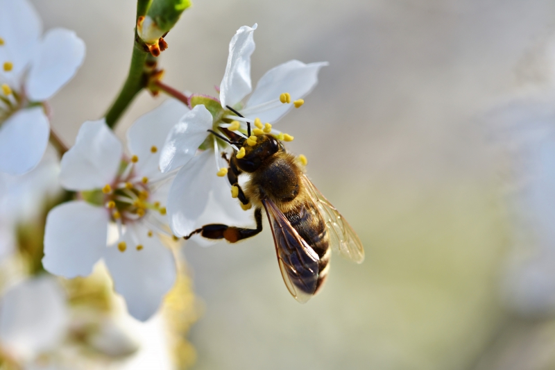 jardinerie-OLLIOULES-min_bee-4092986